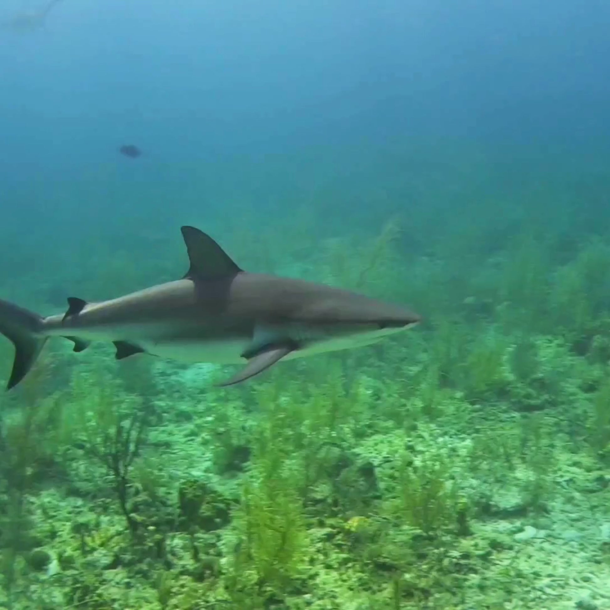 music video of shark swimming close to ocean floor with shark wave graphic by blue water apparel